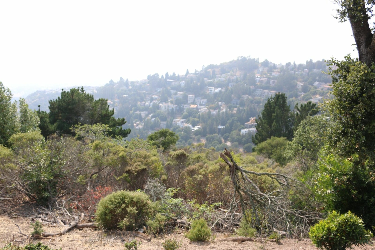 Dried, dead brush sits on the side of Grizzly Peak Boulevard where the 1991 Oakland-Berkeley Firestorm ignited.