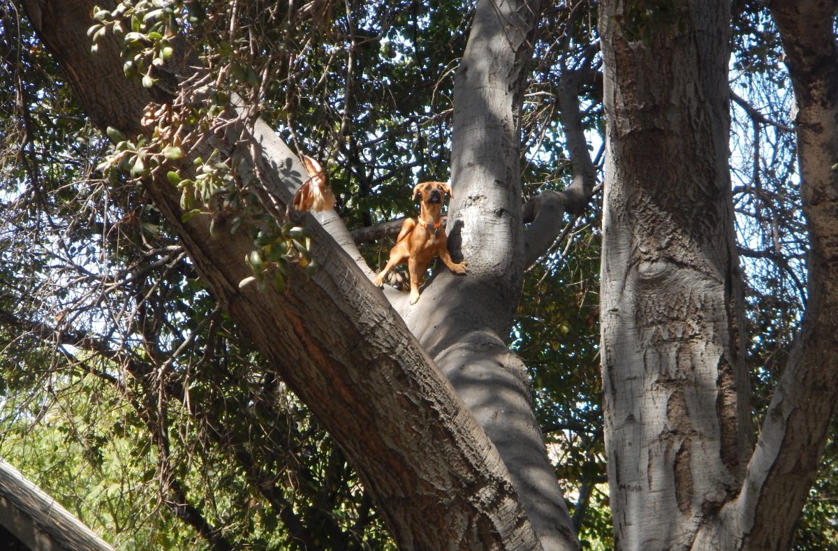 Ginger climbs a tree