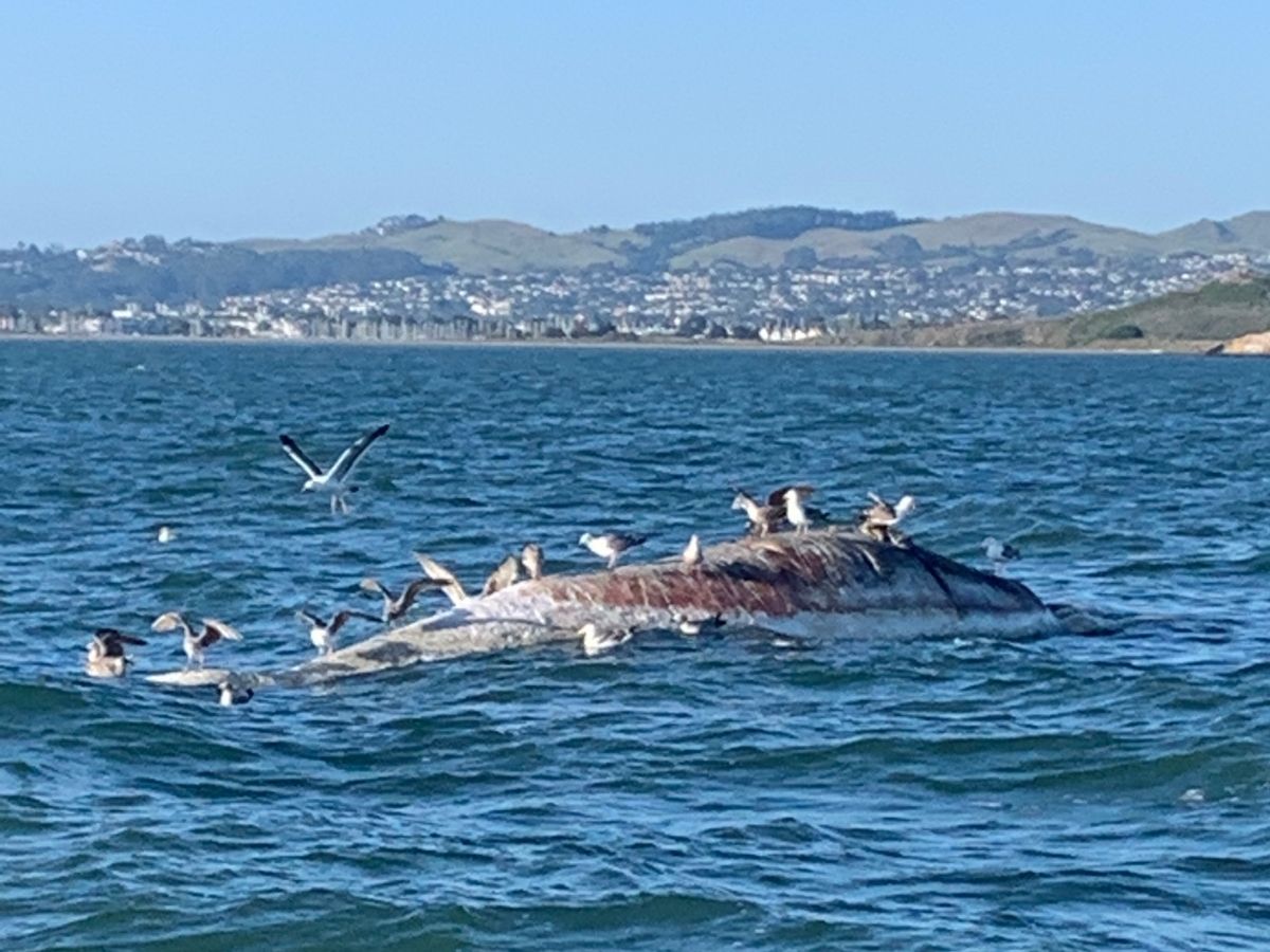 Whale once moored near Berkeley causing a stink in Richmond