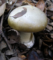 Death Cap mushroom