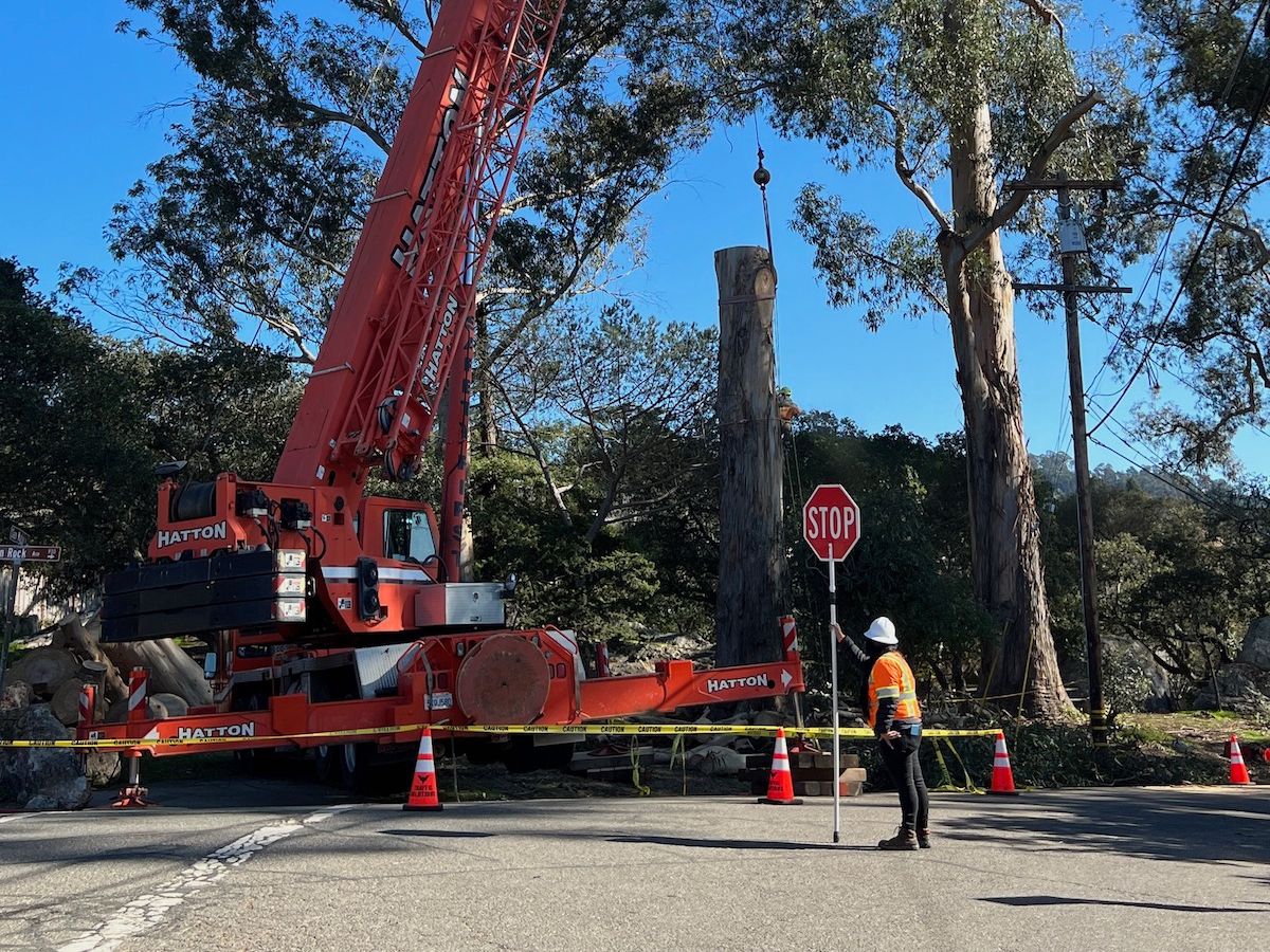 Berkeley is cutting down most of the eucalyptus trees in Indian Rock Park