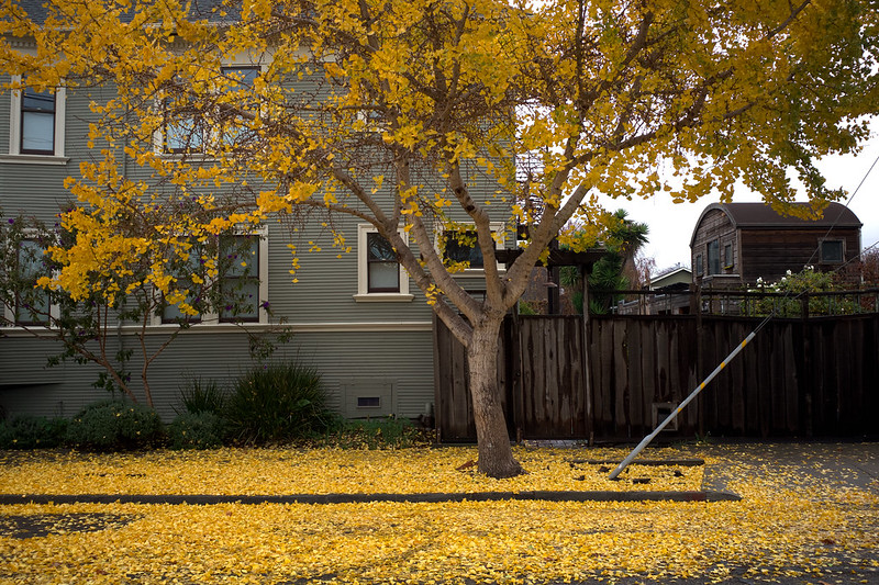 ginko tree and yellow leaves on the ground
