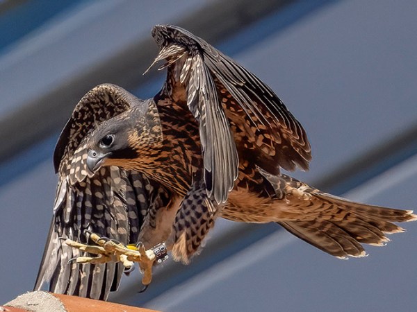 Photos: UC Berkeley falcon fledglings take to the sky