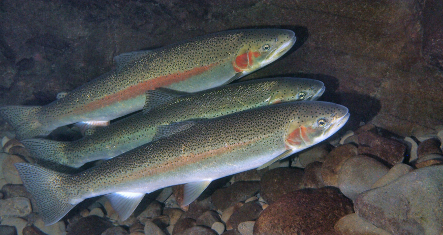 Three steelhead trout swimming