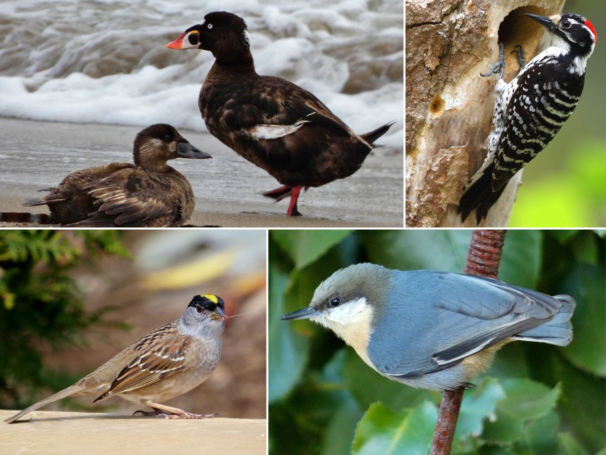 6 Berkeley birds that climate change could drive away