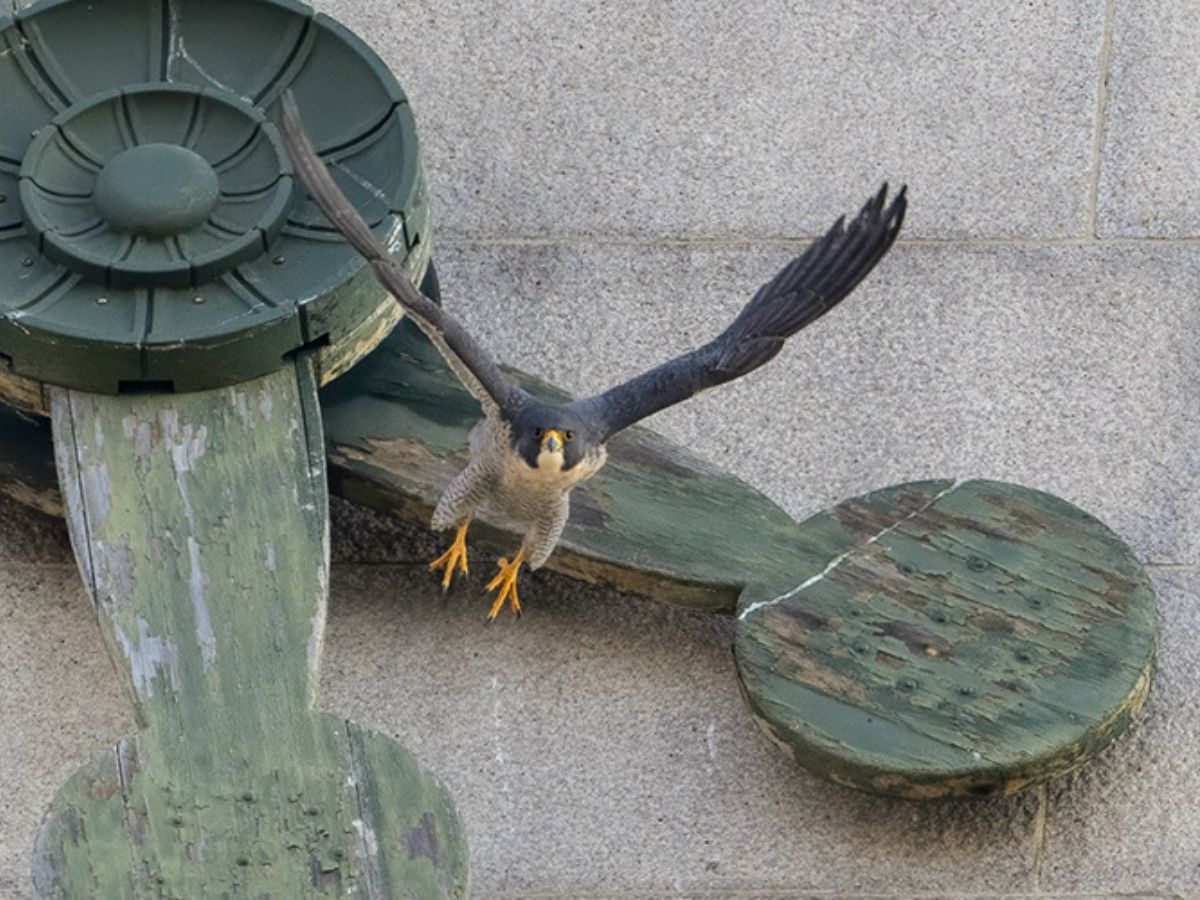 Drone operators warned to stay away from the falcons atop the Campanile